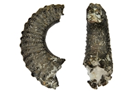 Crioceras sp